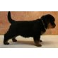 2 Rottweiler Welpen, Rottweiler - Rüde