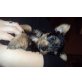 2 RÜDN SUCHEN NOCH EIN LIEBEVOLLES ZUHAUSE!!!, Yorkshire Terrier Welpen - Rüde