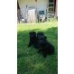 2 Rüden / 3 Hündin, Deutscher Schäferhund Welpen - Rüde