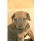 2 Rüden 5 Hündinnen, Rhodesian Ridgeback Labrador Mix Welpen - Rüde