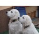 2 Rüden, Golden Retriever Welpen - Rüde