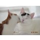 2 Schwestern suchen ein Zuhause - Katze