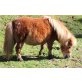 2 Traum Miin Shetty Ponys suchen ein neues Zu - Stute