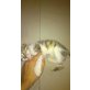 2 Weiblich, 1 Männlich, Hauskatzen - Katze