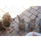 2 getigerte Katzenbabys zu vergeben! - Kater