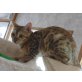 2 hübsche Bengalkatzen, 8 Monate, black tabby, Bengalkatze - Katze