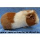 2 jähriges Meerschweinchen - Mädel abzugeben, US-Teddy - weiblich