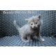 2 kleine Bkh mix Mädels warten ab dem 22.06.  - Katze