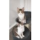 2 kleine Kater abzugeben - Kater