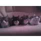 2 kleine Mischlingskater abzugeben  - Kater