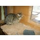 2 kleine wilde Katzen, Hauskatze - Katze