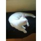 2 schneeweiße Katzen - Katze