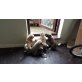 2 schöne Akita Welpen, Akita Inu - Rüde