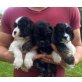 2 schöne amerikanische Cocker Spaniel zu verk, Amerikanischer Cockerspaniel - Rüde