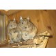 2 sehr zutrauliche Degu-Brüder, Gewöhnlicher Degu - männlich