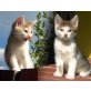 2 süße Babykätzchen suchen ein Zuhause - Katze