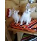 2 süße Katzenbabys abzugeben - Kater