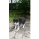 2 süsse babykatzen  hauskatzen  - Kater