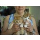 2 süße rote kater - Kater