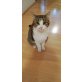 2 verschmuste Katzen zu verschenken - Katze