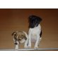 2 weibchen 1 rüde, Jack-Russel Mix Welpen - Hündin