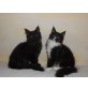2 wunderschöne Maine Coon Katerchen, Maine Coon - Kater