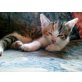 2 x Mischling - Katze
