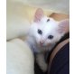2 zuckersüße Katzenmädchen zu vergeben - Katze