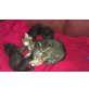 2x Kater 2x Katze, 4 Katzenbabys geb. 26.03.2014 - Kater