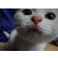 3 BKH Jungs in der seltenen Farbe creme cameo, Britisch Kurzhaarkatze - Kater