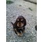 3, Englischer Cockerspaniel - Hündin