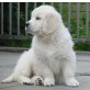 3, Golden Retriever - Rüde