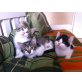 3 Hauskatzenbabys - Katze