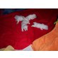 3 Hündinen + 1 Rüde, West Highland White Terrier Welpen - Rüde