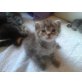 3 Katzenbabies  - Kater