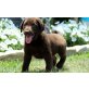 3 Labradorwelpen in chocolate mit Ahnentafel, Labrador Retriever - Hündin