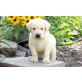 3 Labradorwelpen in chocolate mit Ahnentafel,, Labrador Retriever - Rüde
