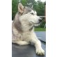 3 Mädchen und 1 Junge (braun), Siberian Husky - Hündin