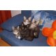3 Maine Coon Kitten, Maine Coon - Kater