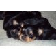 3 RÜDEN SUCHEN LIEBEVOLLES ZUHAUSE!!, Yorkshire Terrier Welpen - Rüde