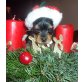 3 RÜDEN SUCHEN LIEBEVOLLES ZUHAUSE!!!, Yorkshire Terrier Welpen - Rüde