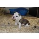 3 Rüden 3 Mädchen, Englische Bulldogge Welpen - Hündin