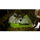 3 Siamkätzchen, Siamesen - Kater