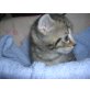 3 Süsse BKH-Mix-Babys - Kater
