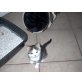 3 Süße Hauskatzenkinder - Katze