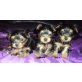 3 YORKY BABYS SUCHEN LEIEBEVOLLE FAMILIE!!, Yorkshire Terrier Welpen - Rüde