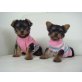 3 Yorkshire Terrier Welpen, Dreieich Preis: , Yorkshire Terrier - Hündin