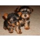 3 Yorkshire Terrier Welpen, Yorkshire Terrier - Hündin