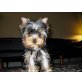 3 Yorkshire Terrier Welpen, Yorkshire Terrier - Rüde