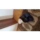 3 babykatzen, Hauskatze - Katze